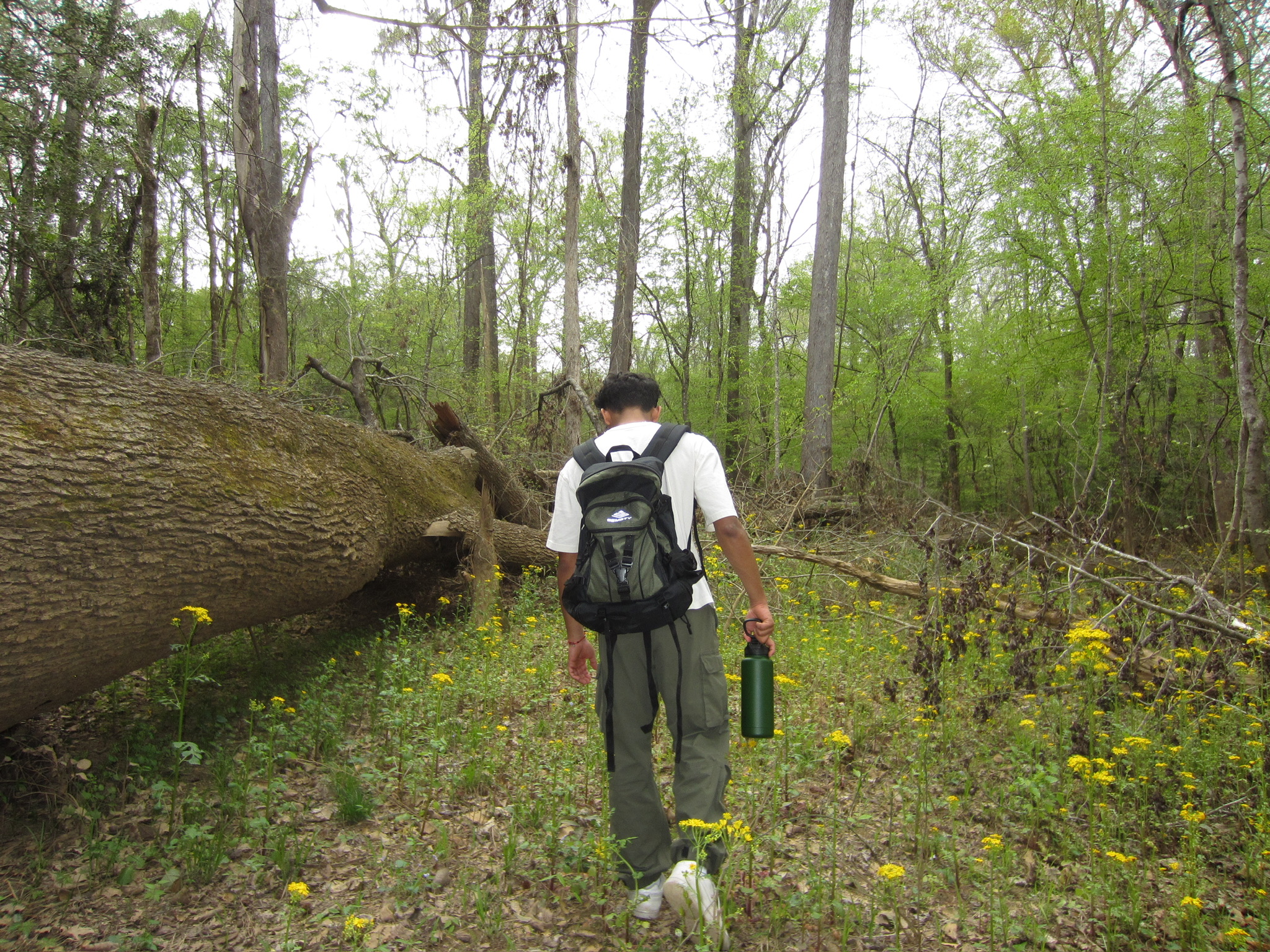 Hiker on spring trail with wildflowers